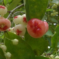 Syzygium samarangense (Blume) Merr. & L.M.Perry